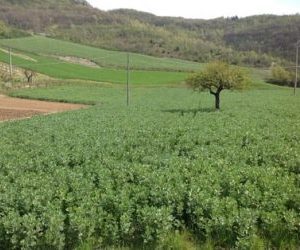 concimazione naturale-sovescio di leguminose-campo di favino