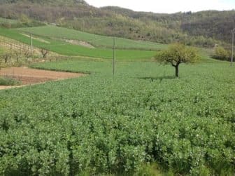 concimazione naturale-sovescio di leguminose-campo di favino