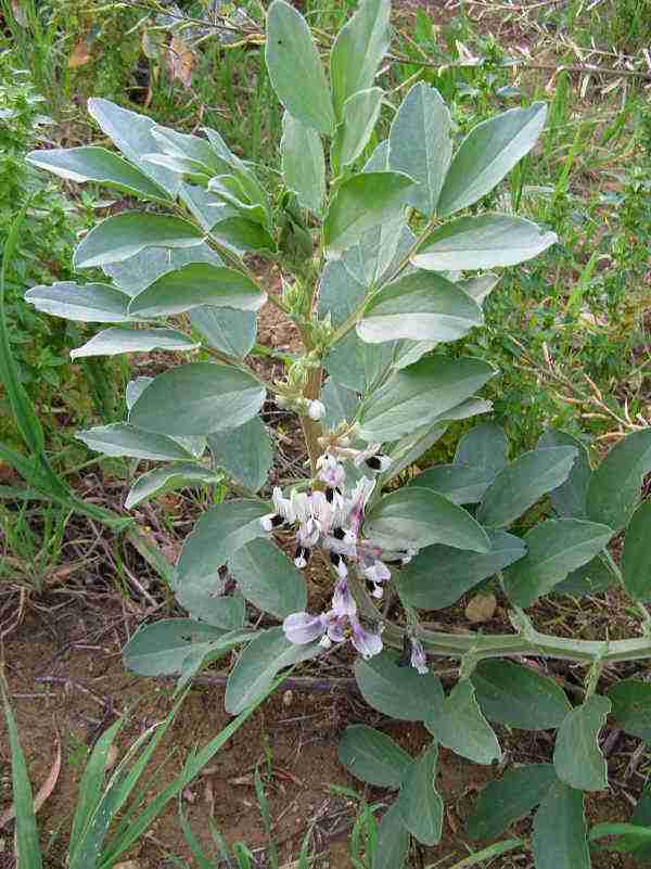 concimazione naturale-sovescio di leguminose-favino