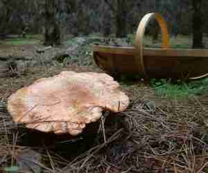 Funghi rositi-lactarius deliciosus-nella pineta