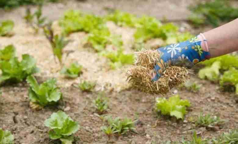 Come fare la pacciamatura naturale