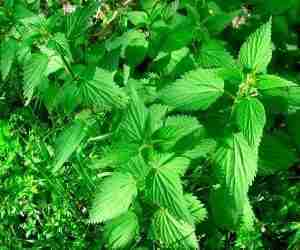 Nettle mix