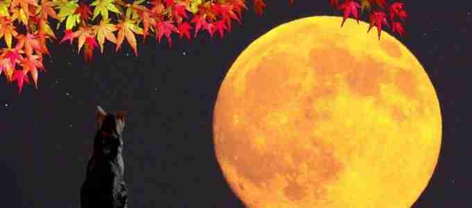 Il calendario lunare di novembre 2016 e i lavori da fare nell’orto Il calendario lunare di novembre 2016 e i lavori da fare nell’orto