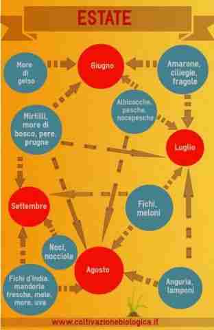 Calendario della frutta di stagione-estate