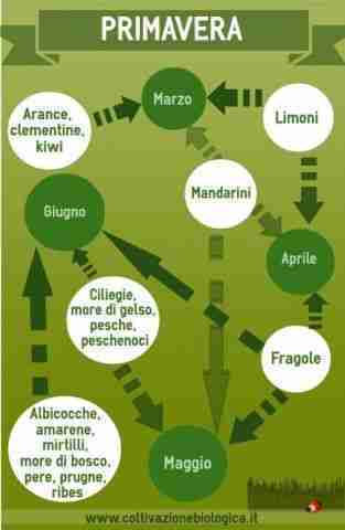 Calendario della frutta di stagione-primavera