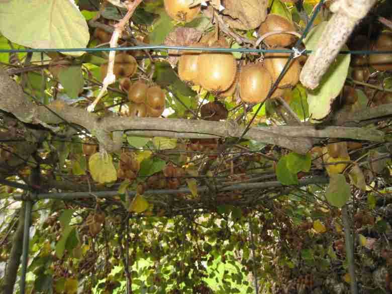 Coltivazione del kiwi con pergola domestica