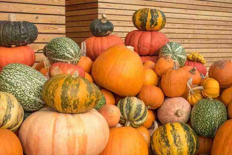 Proprieta della zucca-Diverse tipologie