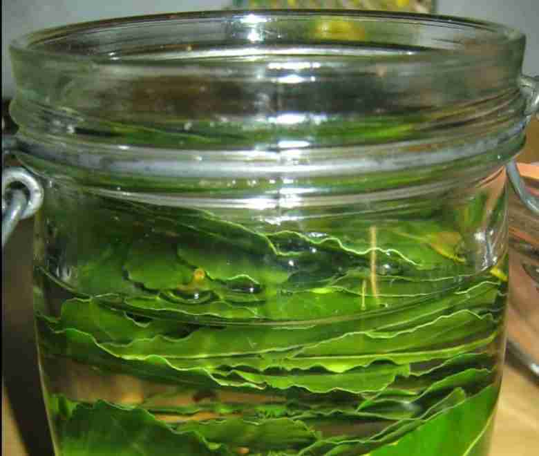 Foglie di alloro in infusione nell'alcol