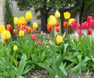 Bulbi dei tulipani olandesi con fiori multipli