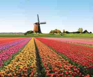 Campo di tulipani in Olanda