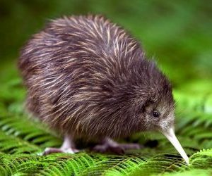 Il kiwi, uccello neozelandese