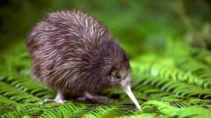 Il kiwi, uccello neozelandese