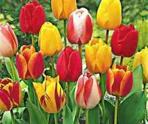 Tulipani olandesi varietà Darwin