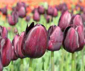 Tulipani olandesi Queen of the night