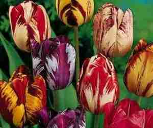 Tulipani olandesi varietà Rembrandt
