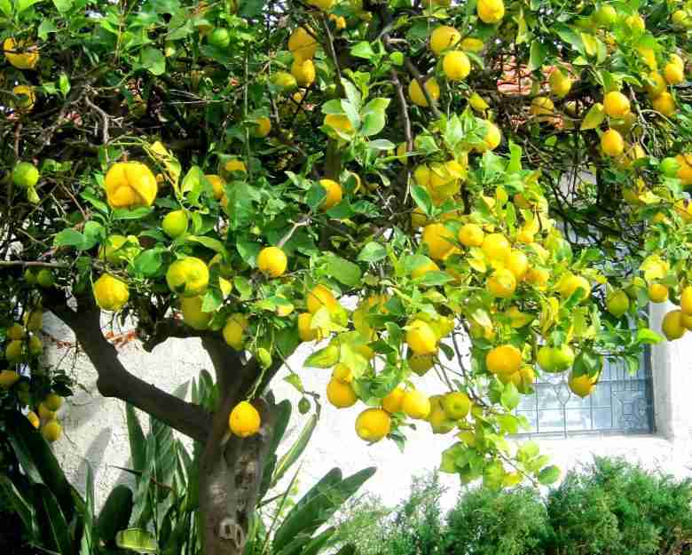 Albero di limoni