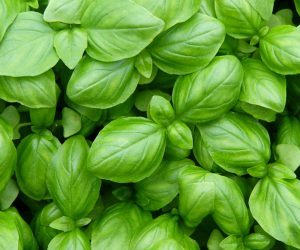 Alimenti che contengono calcio: basilico