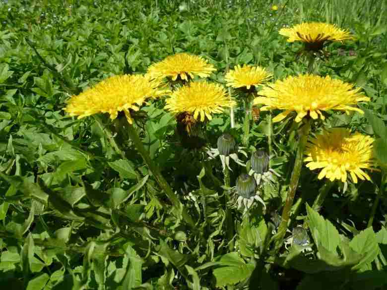 Alimenti che contengono calcio tarassaco