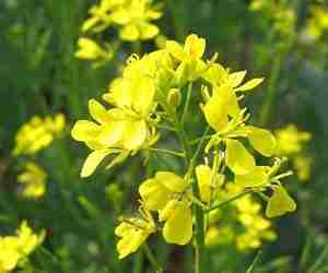 Brassica juncea