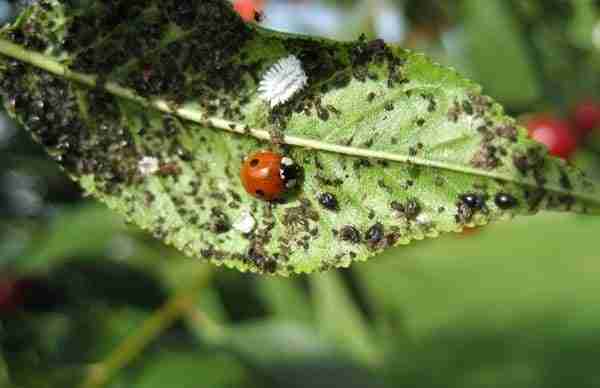 Coccinella dei due punti