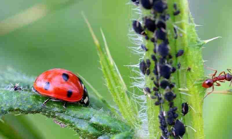 Coccinella dei sette punti