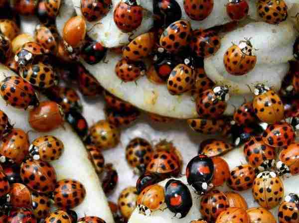 Coccinelle Harmonia axyridis