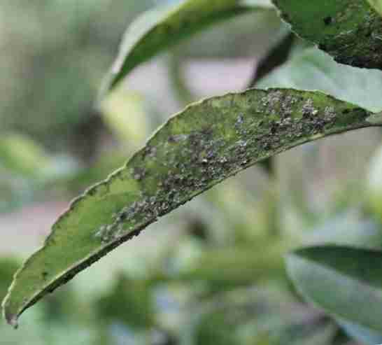 Cocciniglia su una foglia di limone