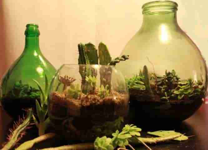 Composizione di piante grasse in vasi di vetro