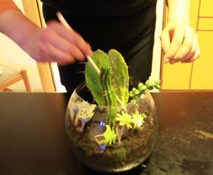 Coltivare piante grasse e fare una composizione nei vasi ...