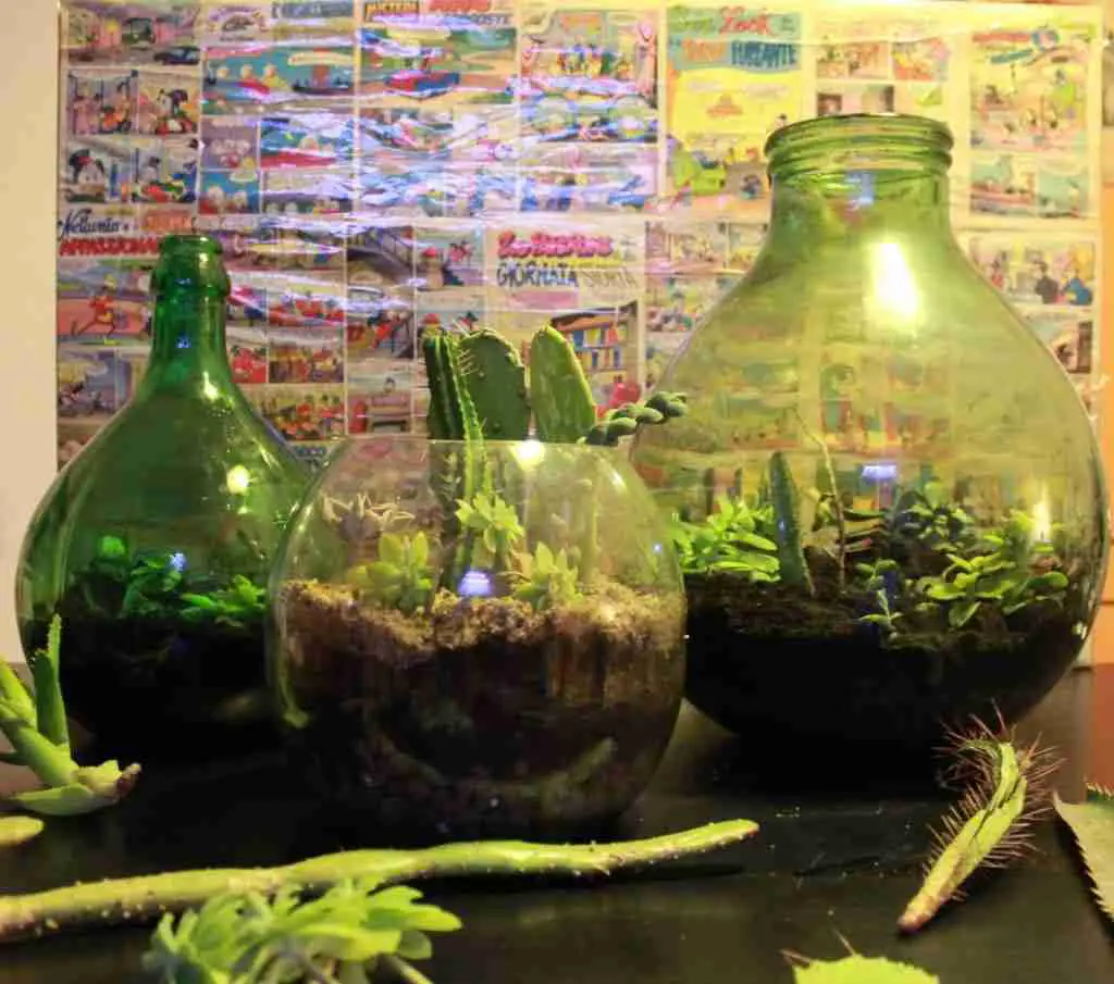 composizione piante grasse in vaso di vetro con sabbia