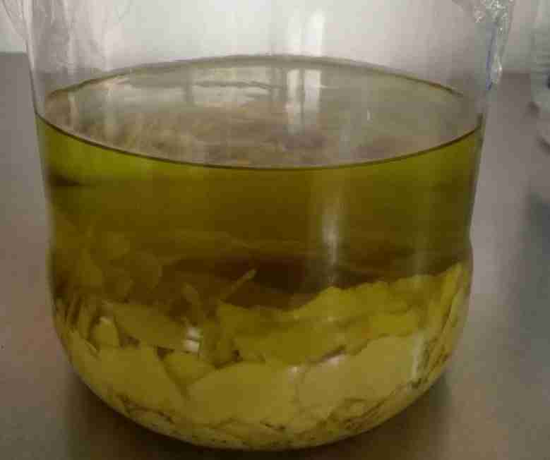 Infusione in alcol dei limoni per il limoncello fatto in casa