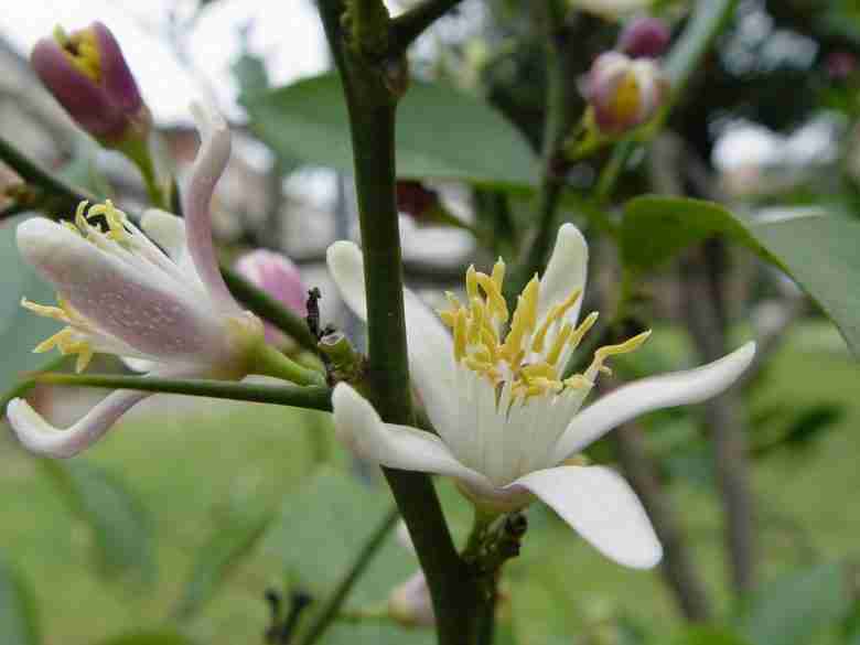 Fiore della pianta di limone