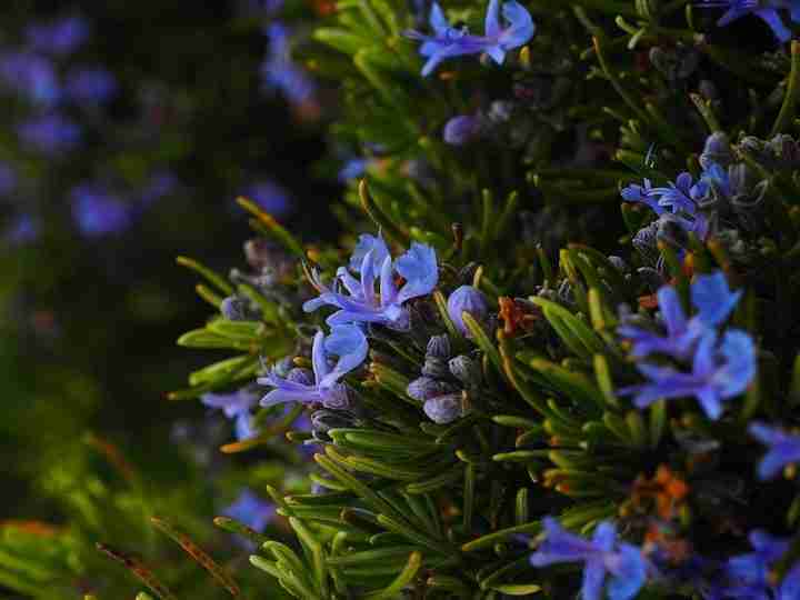 Fiori di rosmarino