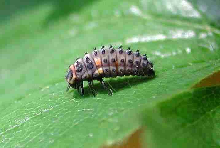 Larva di coccinella