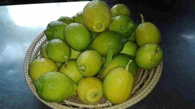 Limoni per la ricetta del limoncello fatto in casa