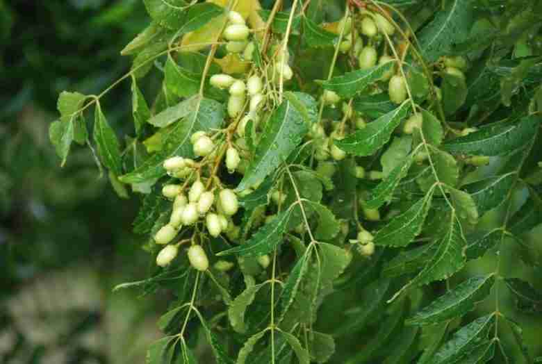 Semi di neem con azadiractina