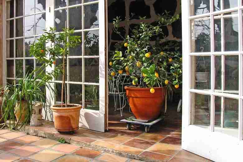 Albero di limone in vaso da esterno