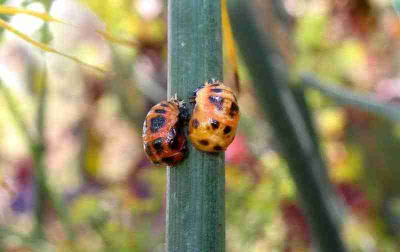 Pupe di coccinella