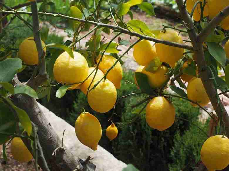 Rami e spine della pianta di limone