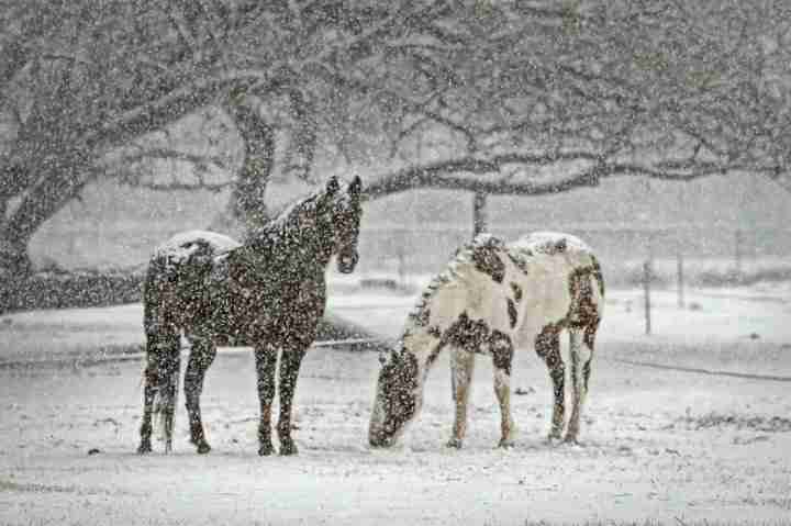 Cavalli quando nevica