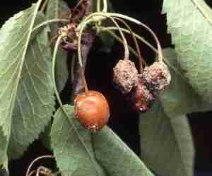 Ciliegie colpite da monilia