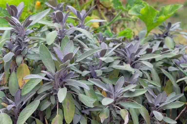 Vendita Piantine Di Salvia Foglia Larga Online - Foto 10