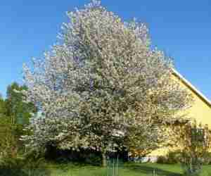 Come coltivare un albero di ciliegie