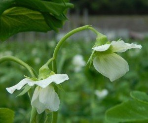 Fiori della coltivazione dei piselli