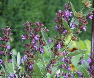 Fiori di salvia officinalis