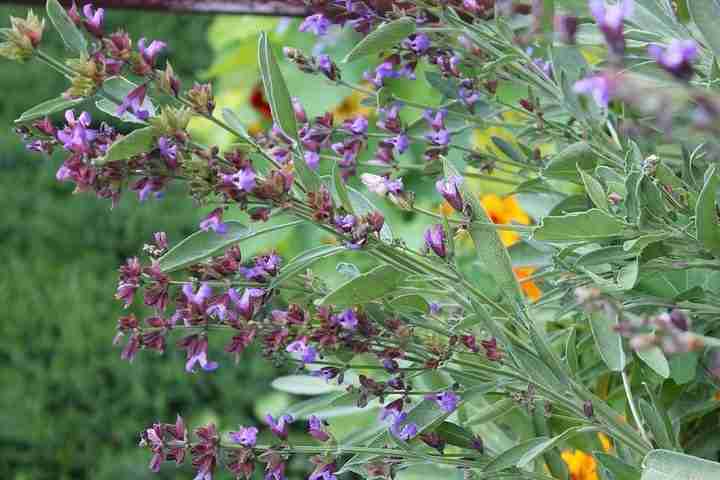 Fiori di salvia officinalis