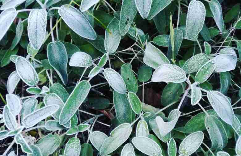 Foglie colpite dal gelo