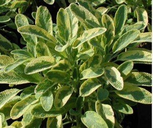 Salvia officinalis jcterina