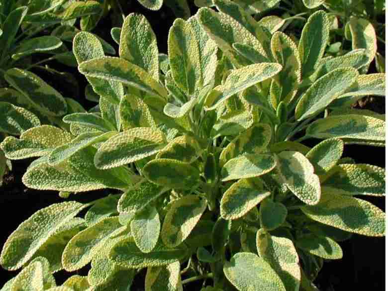 Salvia officinalis jcterina