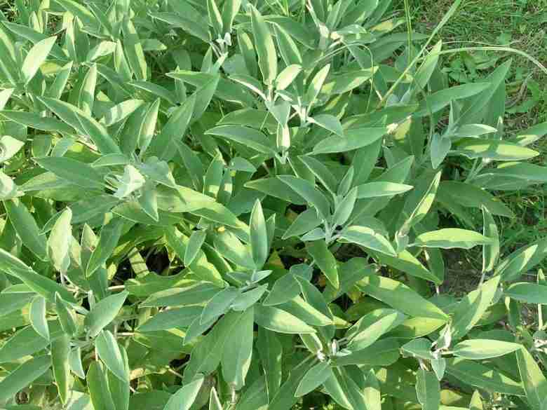 Cespuglio di salvia officinalis
